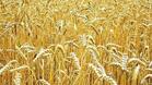 70 на сто от пшеницата в общината е прибрана
