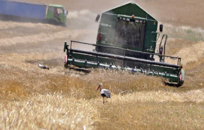 325 000 тона пшеница прибраха във Великотърновска област