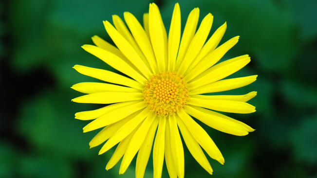 Слънчево, до 33 градуса