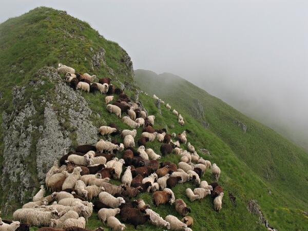 Овце опазват редки видове птици