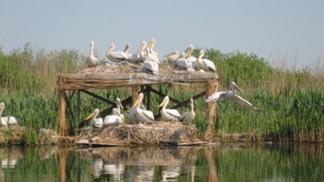 Гнезденето за къдроглавите пеликани приключи 