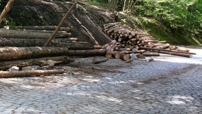 20 000 куб.м. дървесина е увредена от бурите през март