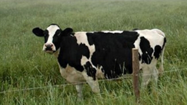 До 20 хил. лв. глоба за изкупуване на сурово мляко