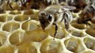 Пчелари с дар в Атонската Света гора