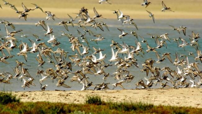 Одобриха нова защитена зона за дивите птици
