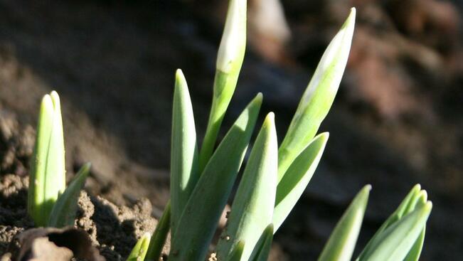 Пролетна усмивка за живущите в Дом за възрастни хора