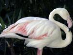 Почина най-възрастното 83-годишно фламинго