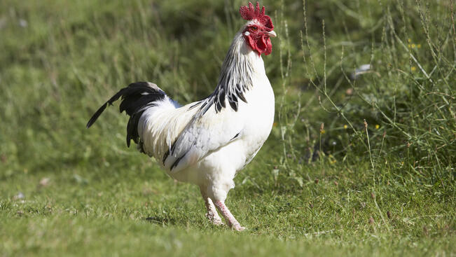 Петльовден - ден на мъжкото начало на българския род