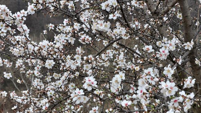 Кайсиите и бадемите цъфнаха