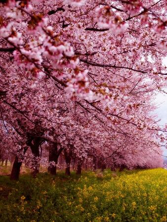 Сезонът на красивите японски вишни
