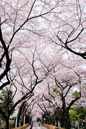 Сезонът на красивите японски вишни