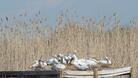 Бебета-пеликани радват еколози