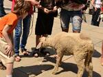 Живо агне - награда на "Великденско хоро"