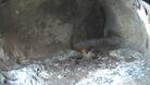 Видео „на живо” от гнездото на редкия египетски лешояд