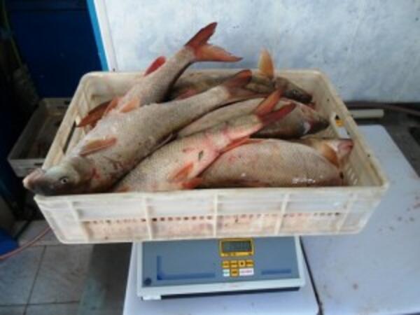 Дръзки бракониери спипани с 300 кг риба