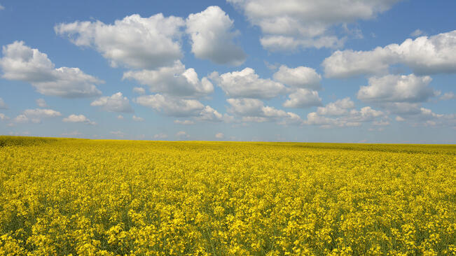 Слънце, слънце и пак слънце