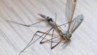 Легендарните русенски комари смучат бизнеса