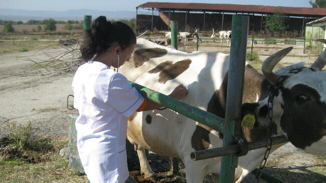Ветеринари на бунт заради политиката на държавата