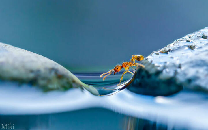 Красотата в света на мравките + СНИМКИ