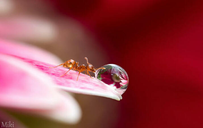Красотата в света на мравките + СНИМКИ