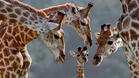 Кръсти жираф и спаси братята му в Африка