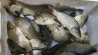 16 акта за риболов направени в забранителния период