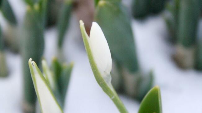 Пролетно топло, но мъгливо  