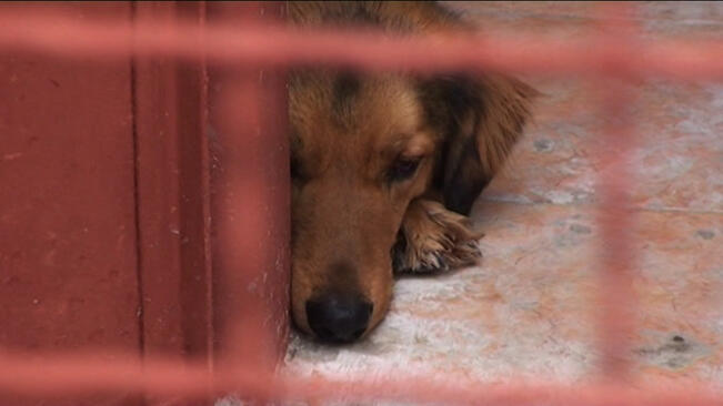 Над 2 хил.лв и други дарения събра приютът за животни в Шемшево