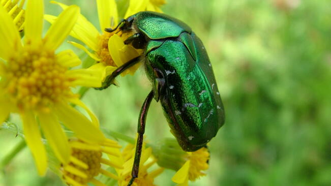 Летни температури носи 1 април