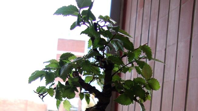 Изложба на бонсаи в Горна Оряховица