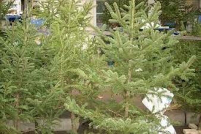Благотворителна кампания за продажбата на живи елхи правят във В.Търново