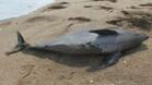 Епидемия от шарка убила 1200 делфина
