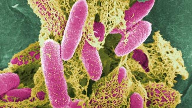 Няма е.coli в България