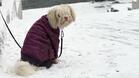 Над 4000 бездомни кучета обикалят из Русе