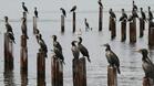 Орнитолози ще броят застрашени птичи видове по Дунав