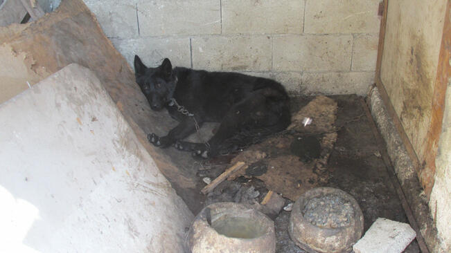С петиция искат затвор за собственика на кучешкия концлагер във Варна