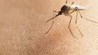 Предупреждават за риск от малария