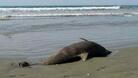 55 мъртви делфини изхвърли Черно море за няколко дни