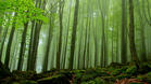 Вековните букови гори в НП „Централен Балкан“ вече са в списъка на ЮНЕСКО