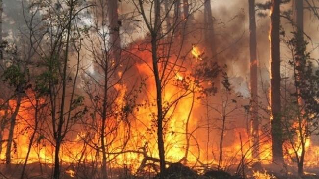 Пожар в гората над "Мечката" в Шуменското плато