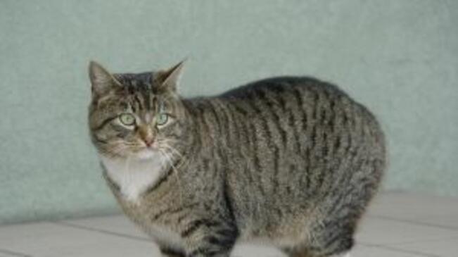 Национален карнавал – ревю и конкурс за красота на живи котки