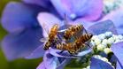 Пчелари от Североизточна България пишат на Кьовеши за използването на опасни пестициди
