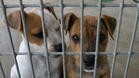 Откриват приют за бездомни кучета в Севлиево