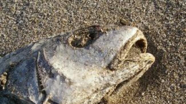 Умряла е риба в Черни Лом от замърсяване с нефт