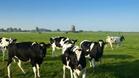 25 млекопроизводители получават субсидия