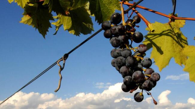 Лозари и винопроизводители обсъждат проблемите в бранша

