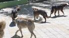 Акция за кастриране на бездомни кучета и котки в Търново
