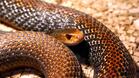 Изложба представя над 40 вида екзотични змии в Русе