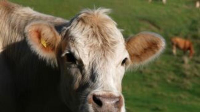 Семена, третирани с препарати за растителна защита убиха четири крави
