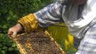 Над 4,5 млн. лева получиха пчеларите за 2011 г.